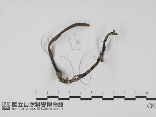 登錄號:F0016526藏品圖，第1張