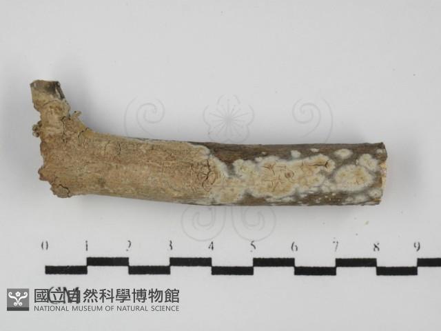 擬射脈菌屬藏品圖，第1張