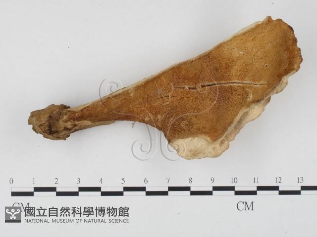 登錄號:F0024526藏品圖，第1張