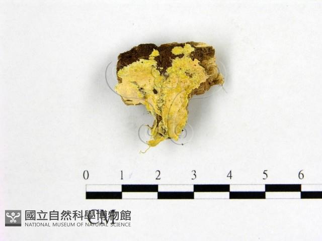 顯絲菌屬藏品圖，第1張