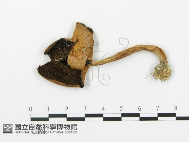 傘菌屬藏品圖，第1張