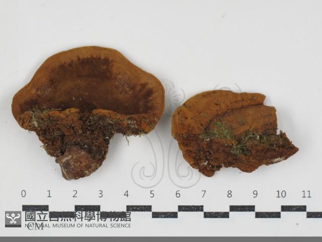 登錄號:F0034526藏品圖，第1張