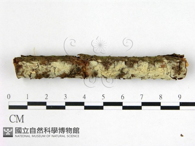 登錄號:F0022526藏品圖，第1張
