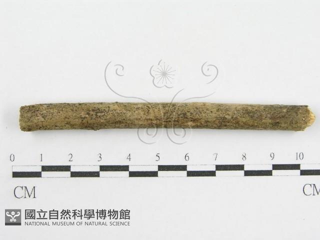 登錄號:F0002526藏品圖，第1張