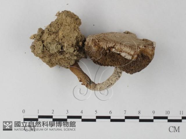 登錄號:F0012526藏品圖，第1張
