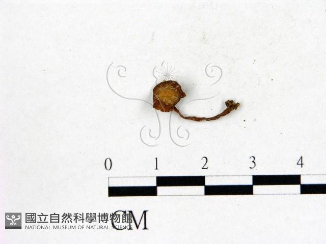 登錄號:F0007526藏品圖，第1張