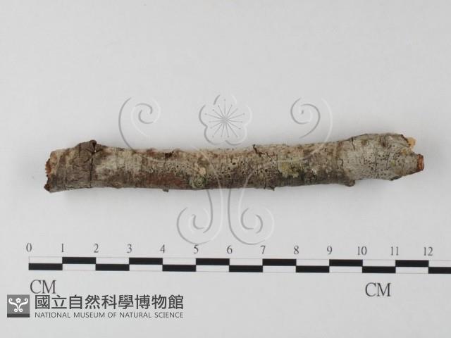 登錄號:F0025526藏品圖，第1張