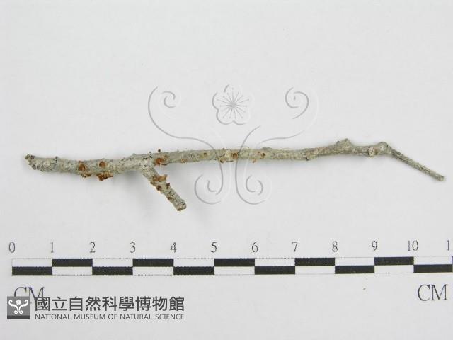 微皮傘屬藏品圖，第1張