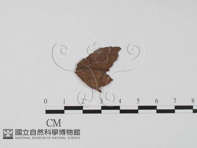 登錄號:F0015526藏品圖，第1張