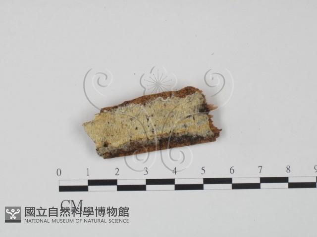 登錄號:F0009526藏品圖，第1張