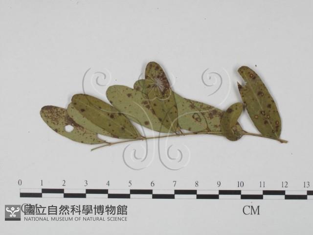 登錄號:F0019526藏品圖，第1張