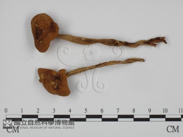 登錄號:F0023526藏品圖，第1張