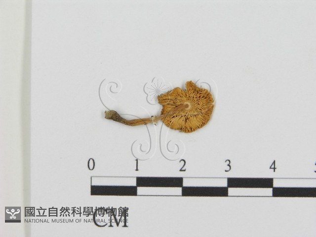 登錄號:F0003526藏品圖，第1張