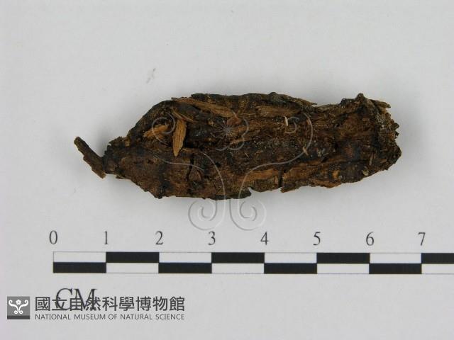 寡孔菌屬藏品圖，第1張