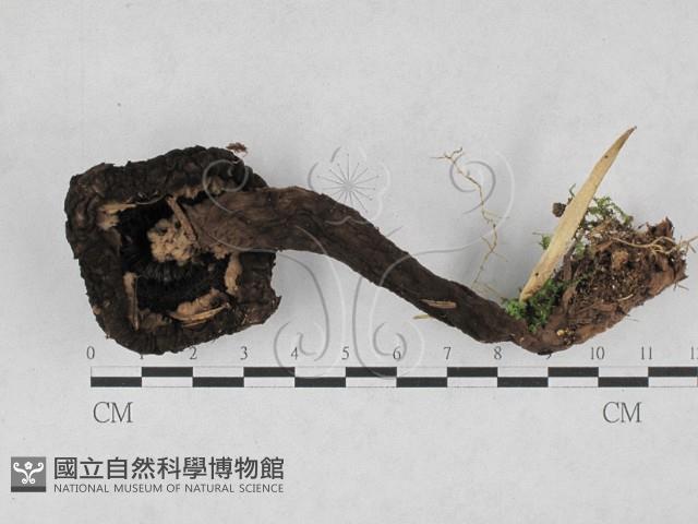 登錄號:F0028126藏品圖，第1張
