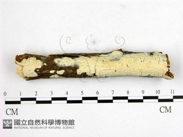 登錄號:F0000126藏品圖，第1張