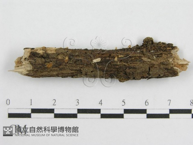 微皮傘屬藏品圖，第3張