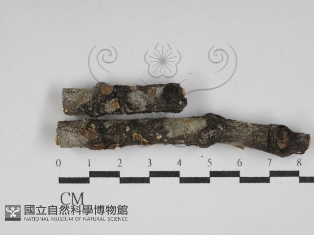 登錄號:F0030126藏品圖，第1張