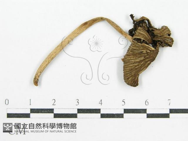 鬼傘屬藏品圖，第1張