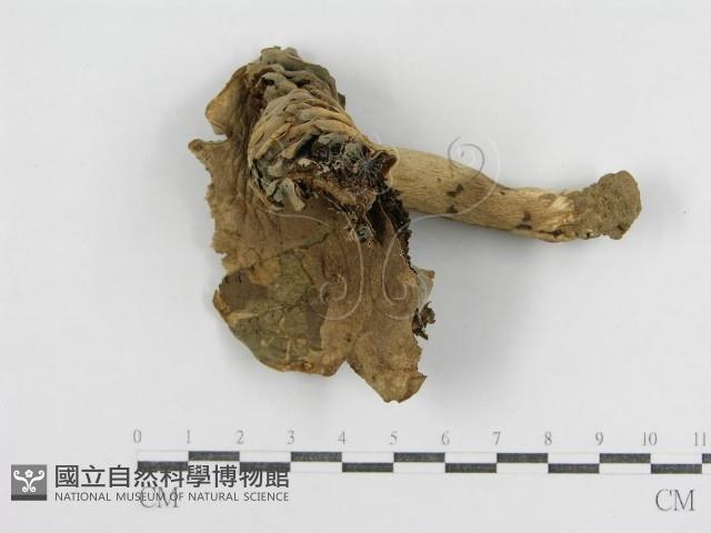 登錄號:F0011126藏品圖，第1張