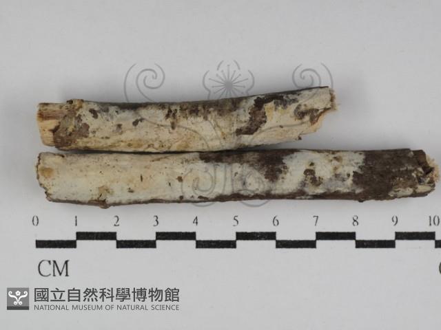 絲皮菌屬藏品圖，第1張