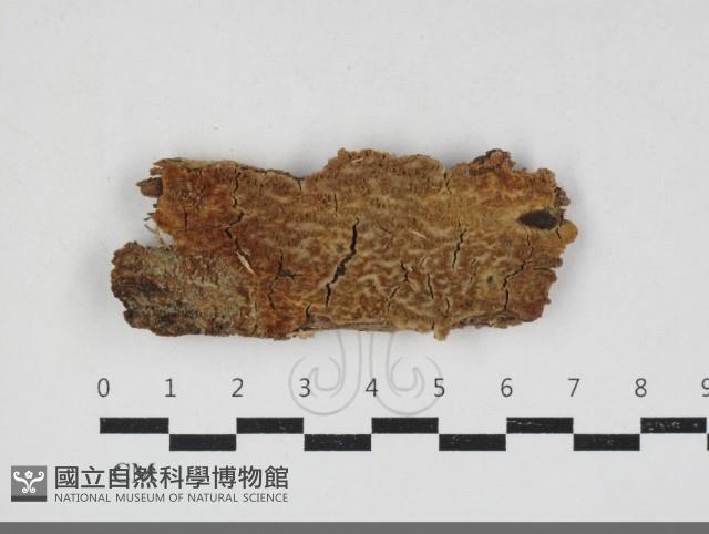 登錄號:F0034126藏品圖，第1張