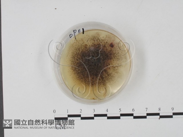 登錄號:F0022126藏品圖，第1張