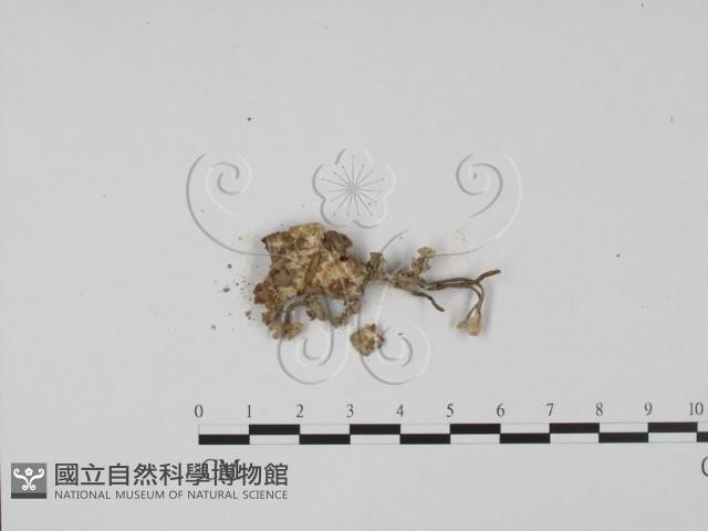 登錄號:F0002126藏品圖，第1張