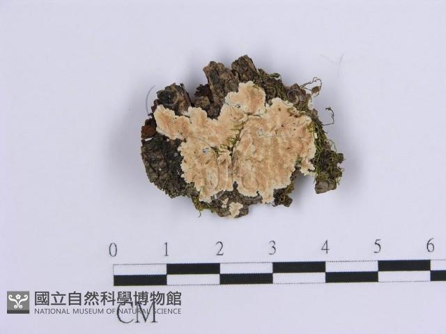 登錄號:F0012126藏品圖，第1張