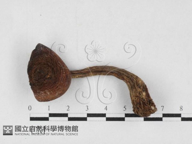 登錄號:F0027126藏品圖，第1張