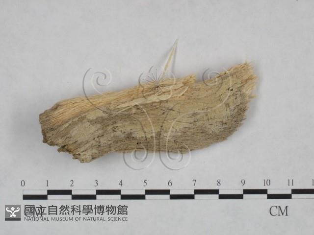 登錄號:F0025126藏品圖，第1張