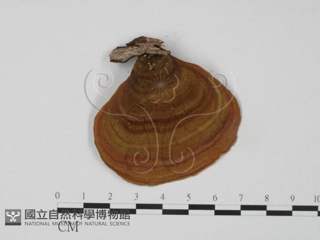 韌革菌屬藏品圖，第1張