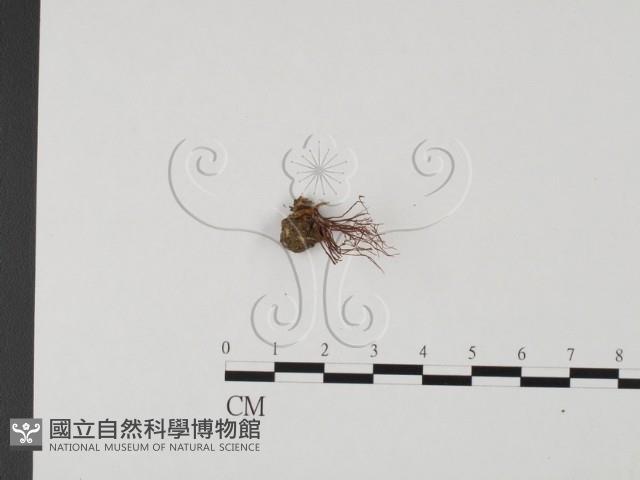 登錄號:F0023126藏品圖，第1張