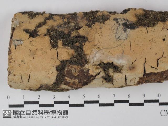 登錄號:F0003126藏品圖，第1張