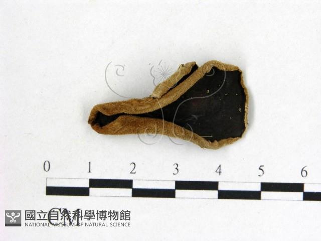 毛木耳藏品圖，第1張