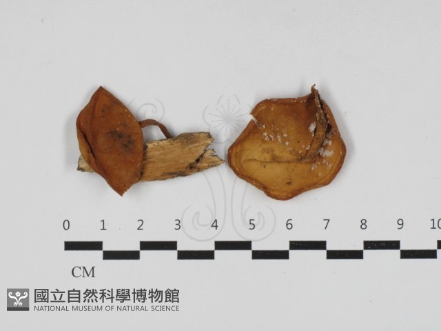 登錄號:F0033126藏品圖，第1張