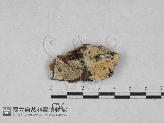 登錄號:F0028026藏品圖，第1張