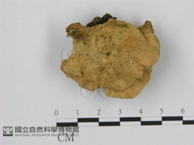 寡孔菌屬藏品圖，第1張