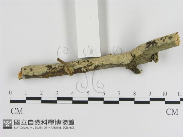登錄號:F0000026藏品圖，第1張