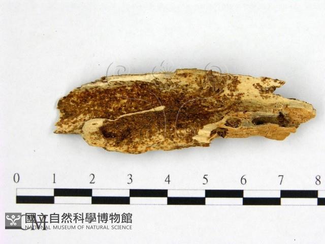 花耳屬藏品圖，第1張