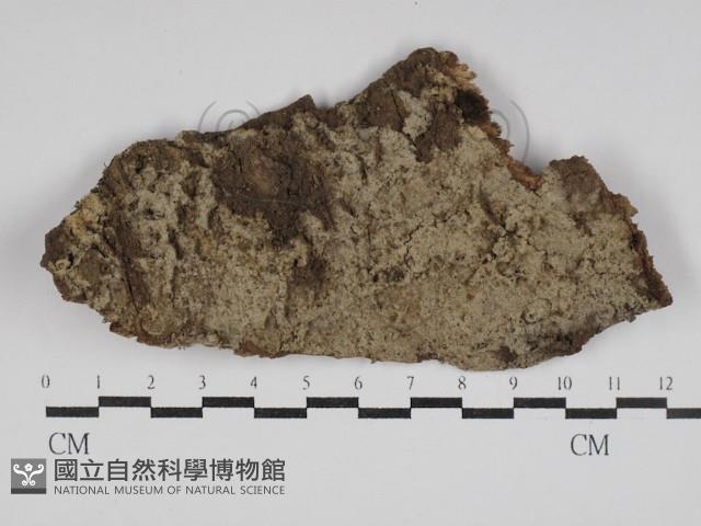 串擔革菌屬藏品圖，第1張