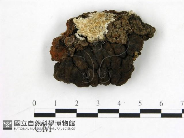 登錄號:F0021026藏品圖，第1張