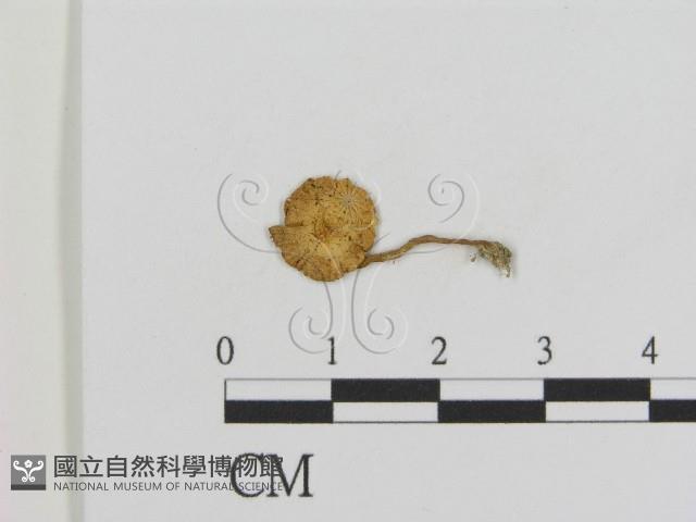 登錄號:F0011026藏品圖，第3張