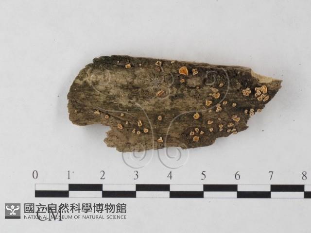 登錄號:F0022026藏品圖，第1張