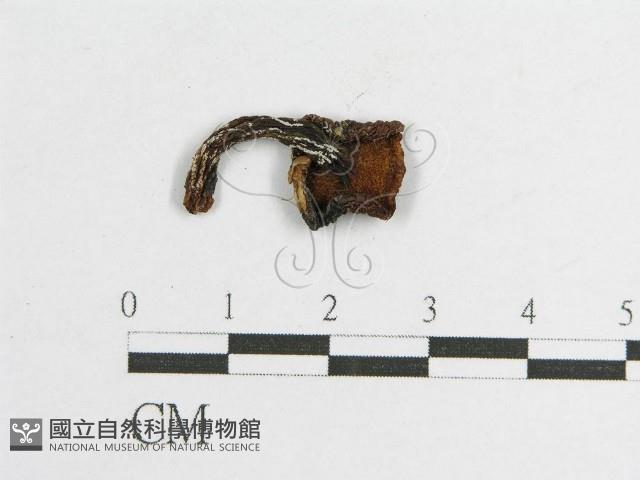 登錄號:F0002026藏品圖，第1張