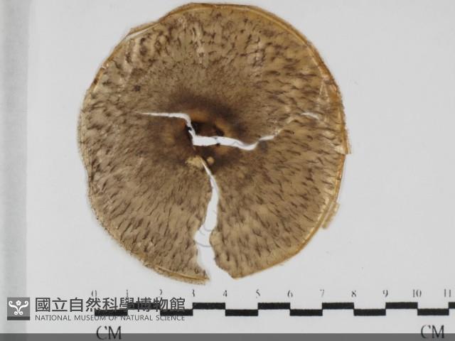 登錄號:F0032026藏品圖，第1張