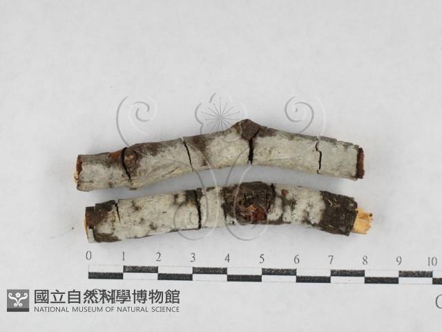 絲皮菌屬藏品圖，第1張
