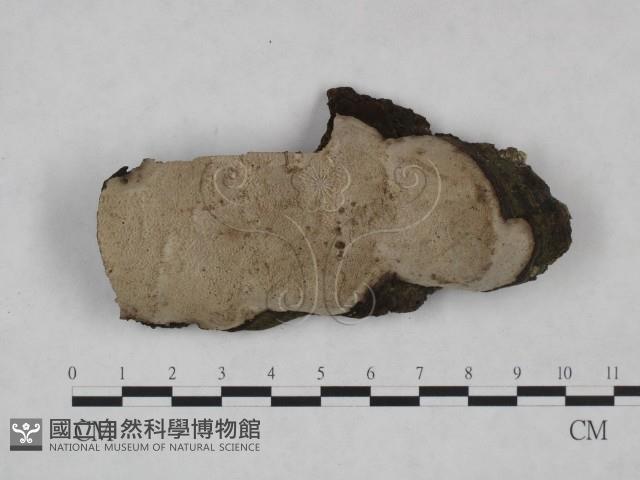 登錄號:F0025026藏品圖，第1張