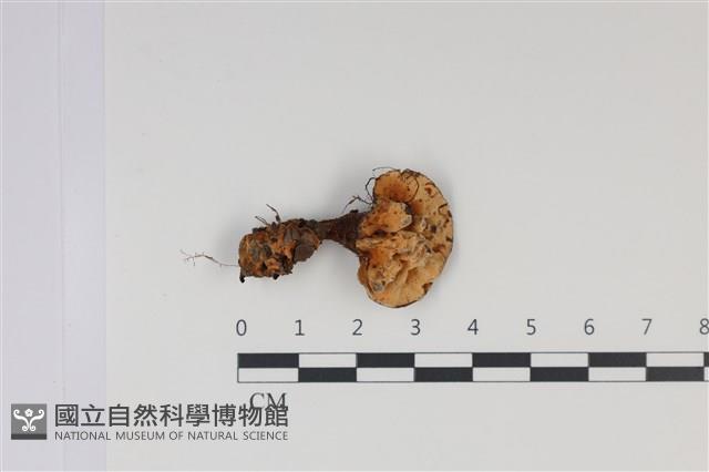 登錄號:F0035026藏品圖，第1張