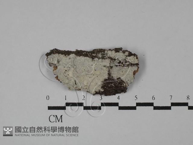 絲皮菌屬藏品圖，第1張